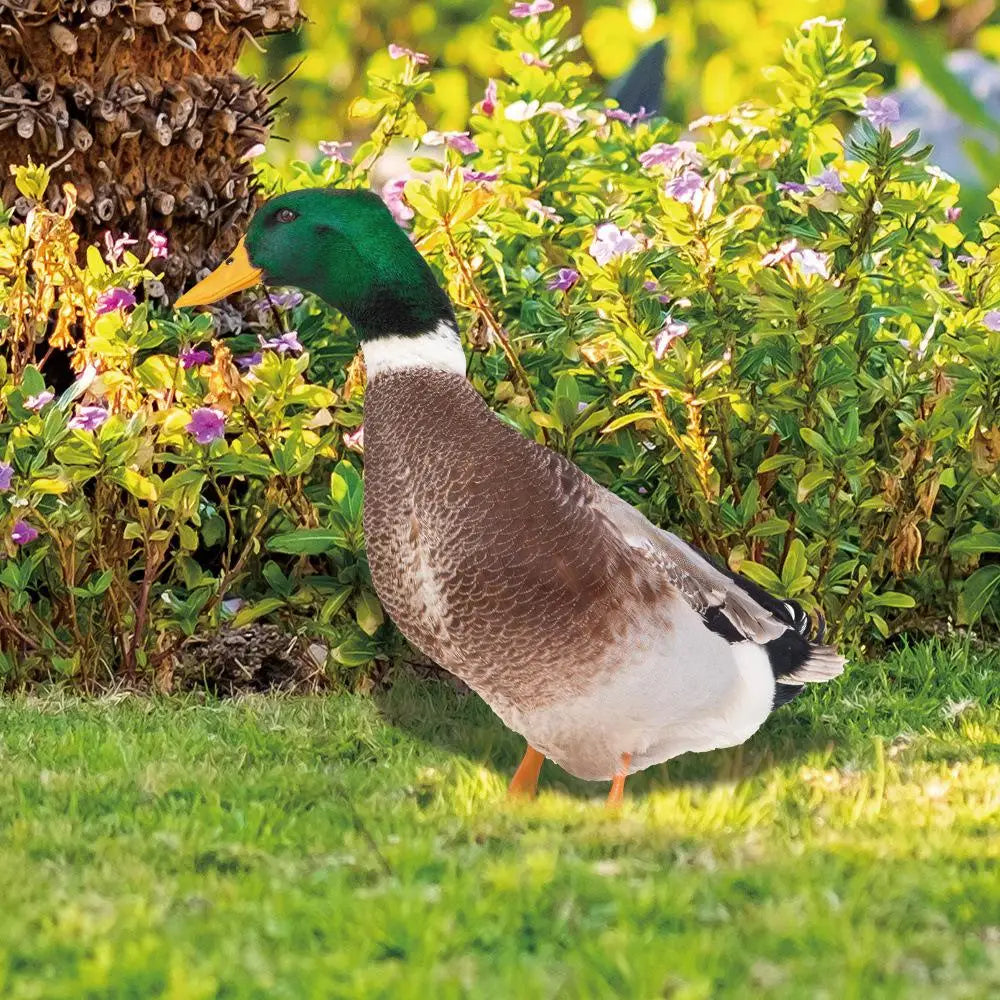 NOMOVA Outdoor Duck Decoration