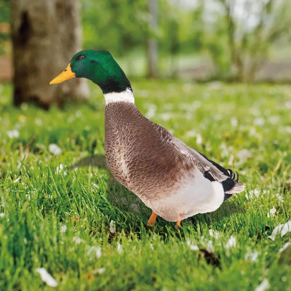 Outdoor Duck Decoration - product detail 3