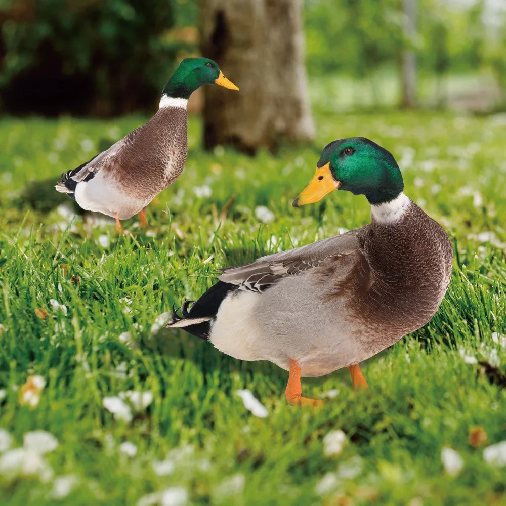 Outdoor Duck Decoration - product detail 4