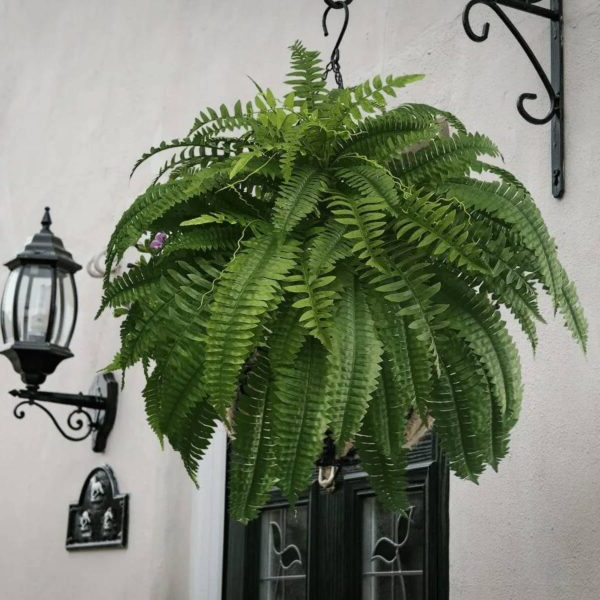 UV Resistant Lifelike Artificial Boston Fern - product detail 5