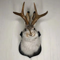 NOMOVA Jackalope Wall Decor