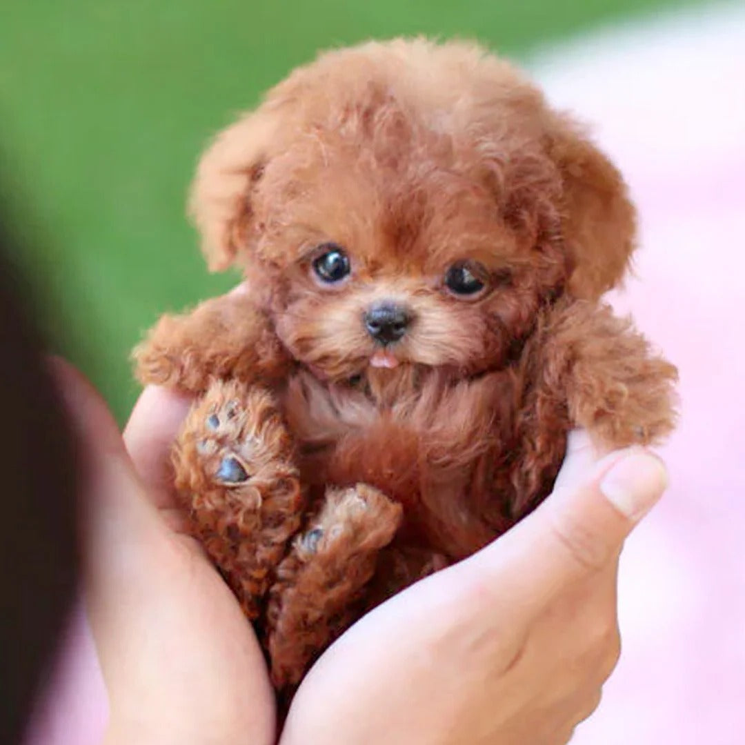 Realistic Robotic Puppy - product detail 3