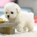 NOMOVA Realistic Interactive Plush Puppy Toy