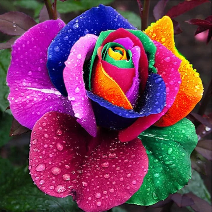 Rainbow Rose Seeds - product detail 2