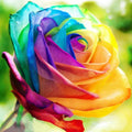 NOMOVA Rainbow Rose Seeds
