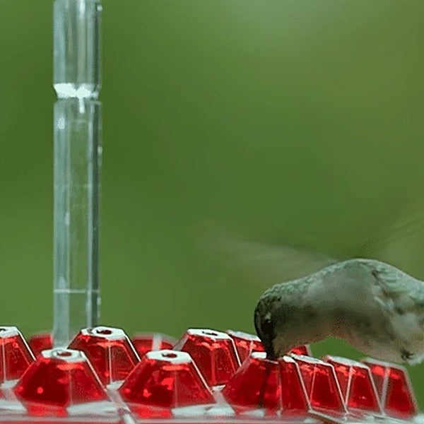 Hummingbird Feeder With Built-In Ant Moat - product detail 3