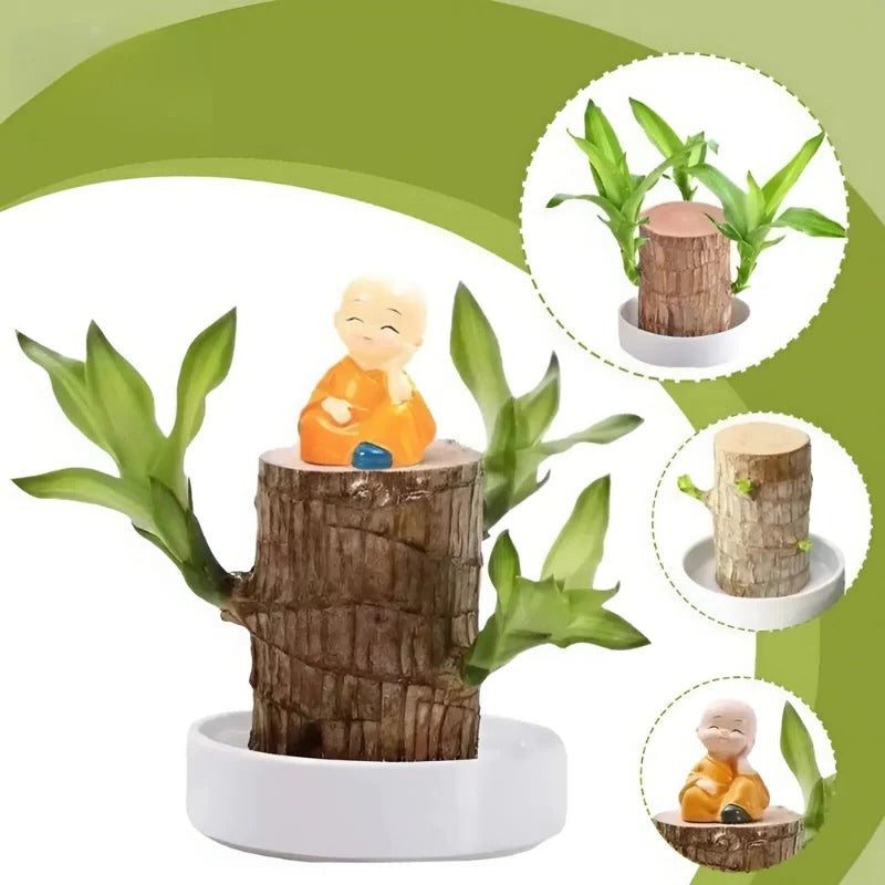 Lucky Brazilian Wood Plant - product image 3