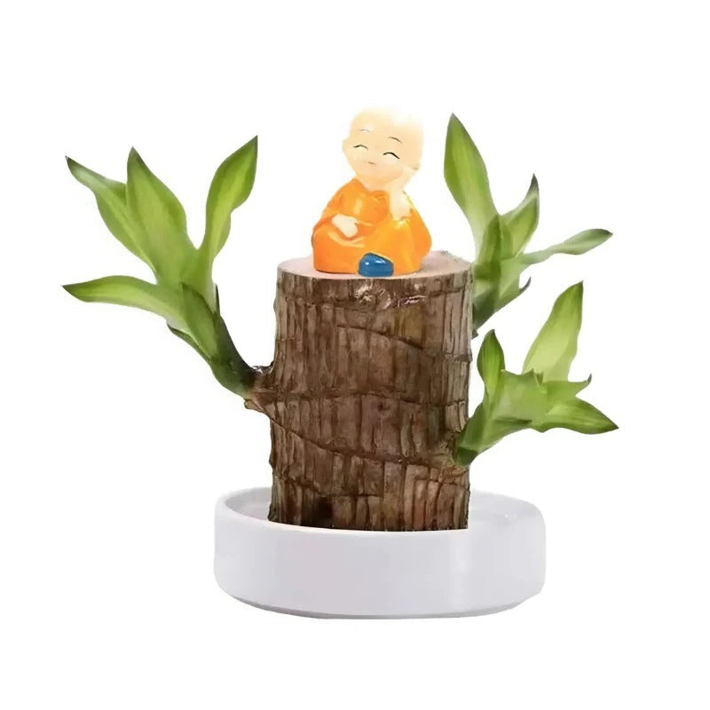 Lucky Brazilian Wood Plant - product image 2