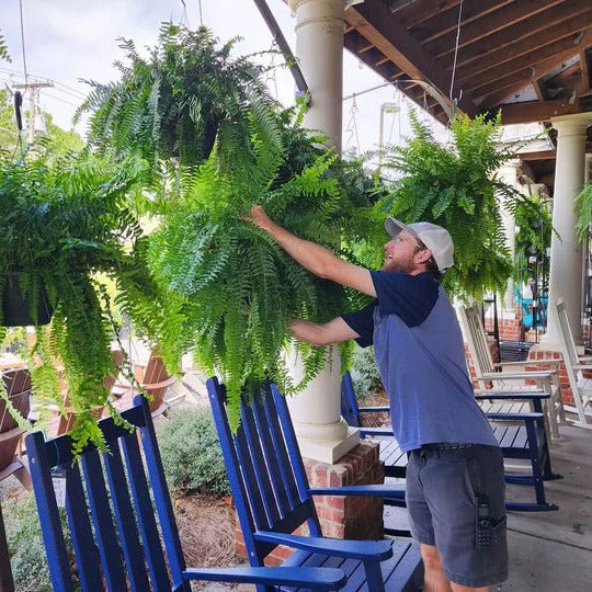 UV Resistant Lifelike Artificial Boston Fern For Outdoors - product detail 3