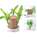 Lucky Brazilian Wood Plant - product image 1