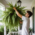 NOMOVA UV Resistant Lifelike Artificial Boston Fern For Outdoors