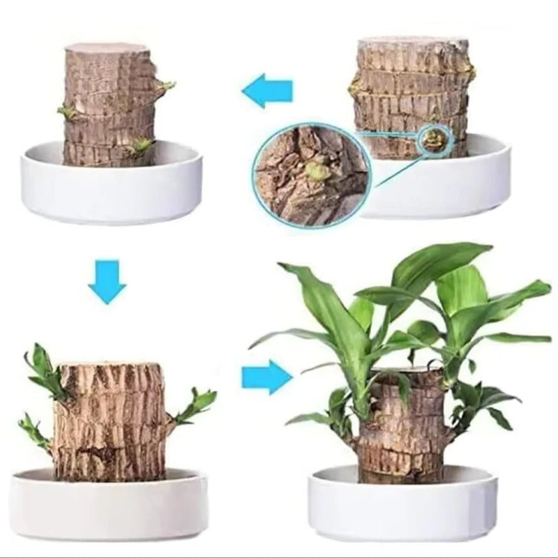 Lucky Brazilian Wood Plant - product image 4