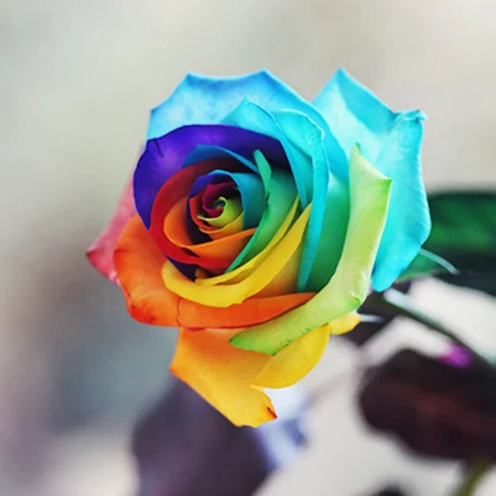 Rainbow Rose Seeds - product detail 4