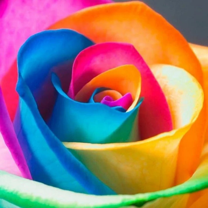 Rainbow Rose Seeds - product detail 3