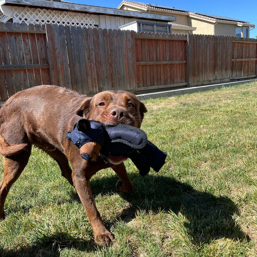 Indestructible & Interactive Bear Dog Toys For Heavy Chewers - product image 7