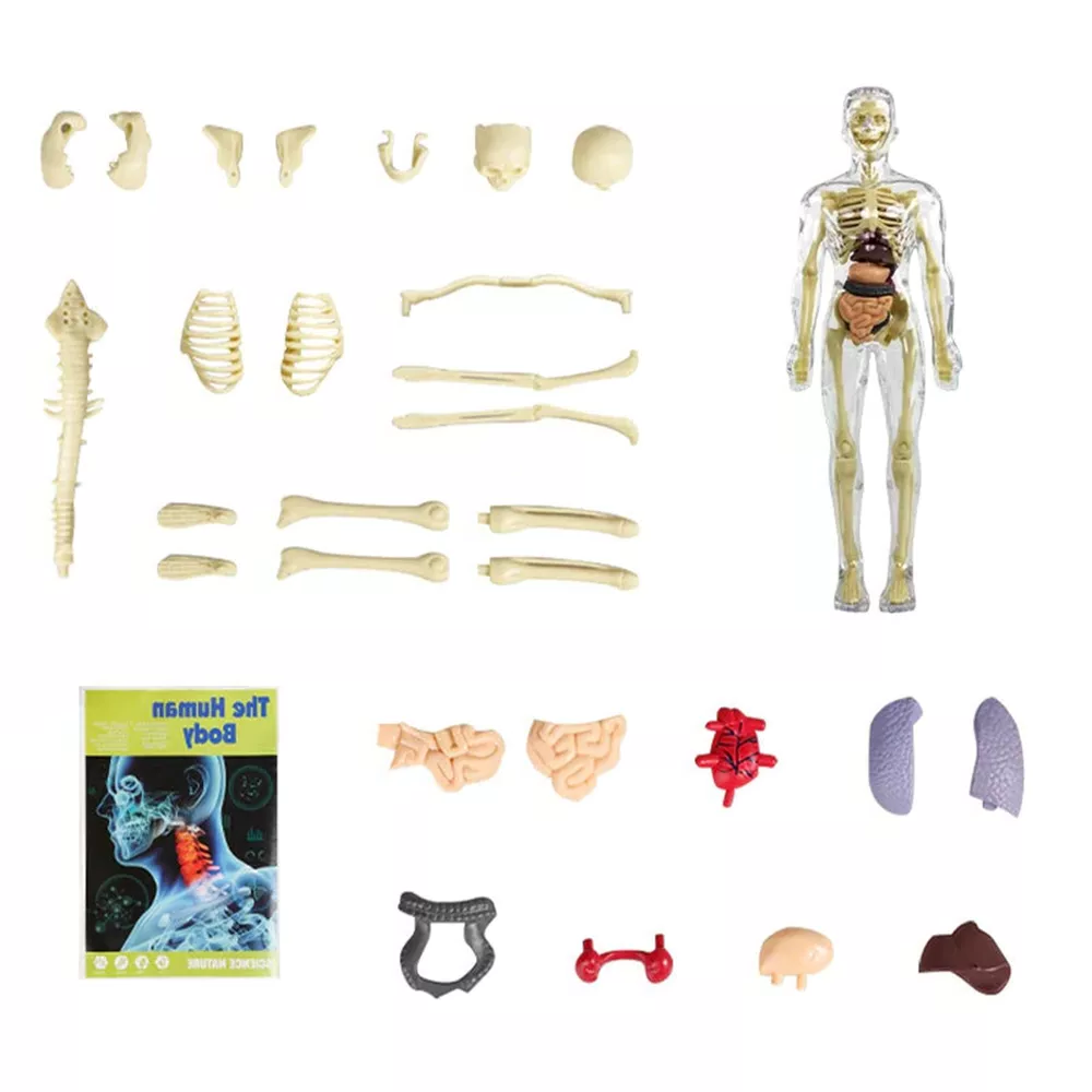 3d Human Body Torso Model - product detail 3