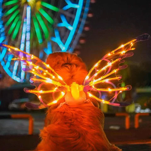 Electric Colorful Kids / Adults LED Fairy Wings Costume - product image 6