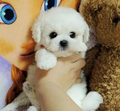 Realistic Teddy Dog Lucky | Plush Puppy - product image 1