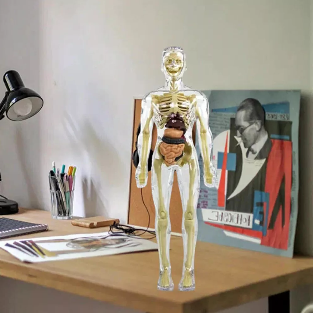 3d Human Body Torso Model - product detail 4