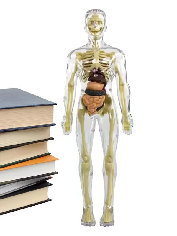 NOMOVA 3d Human Body Torso Model for Kids | Anatomy Model Skeleton
