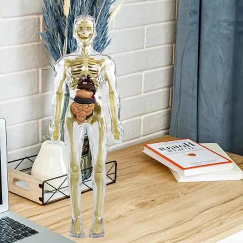 3d Human Body Torso Model - product detail 5